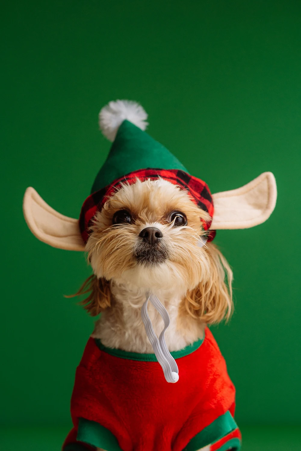 Dog in Elf Costume