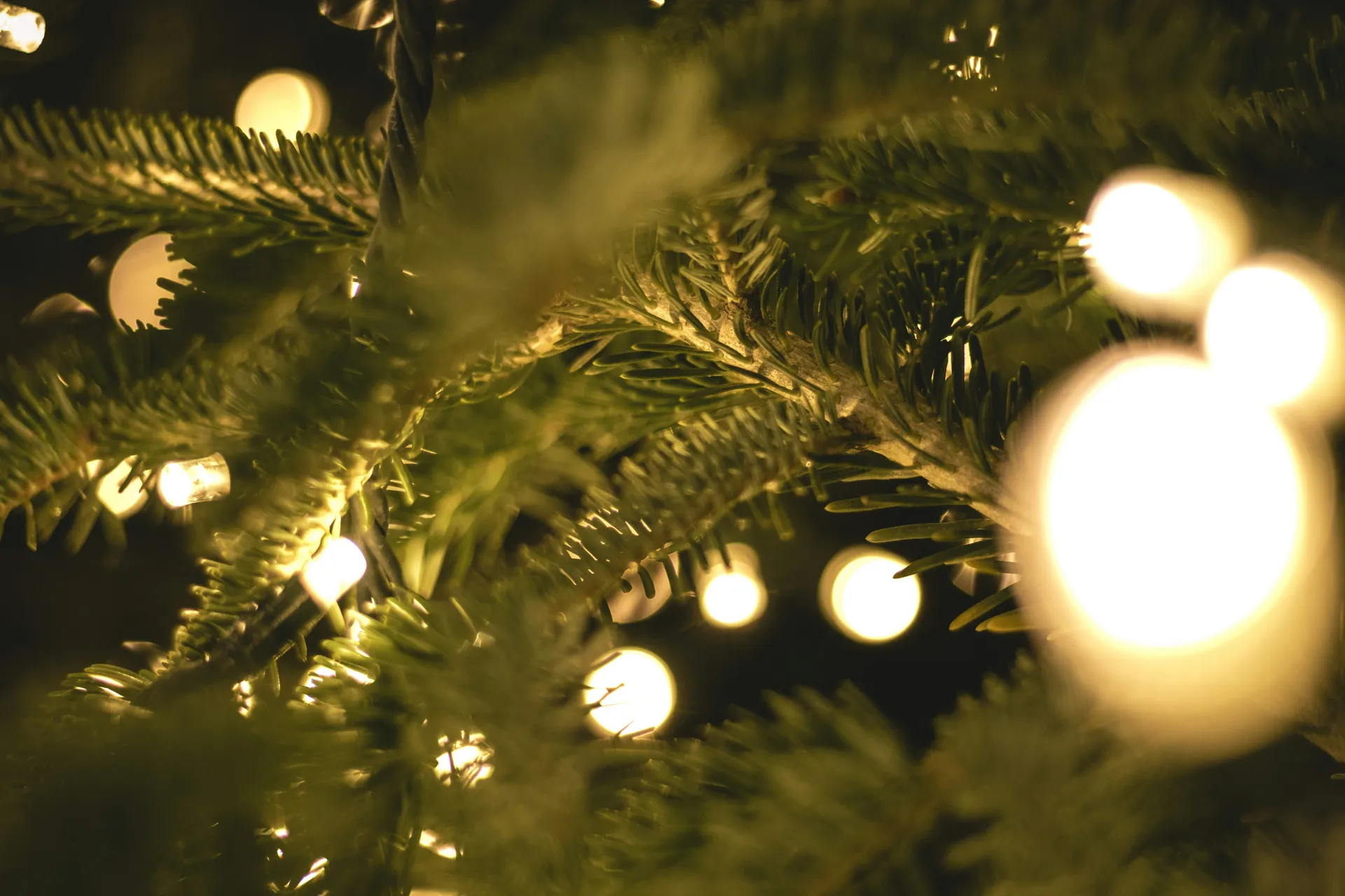 Christmas Tree Lights