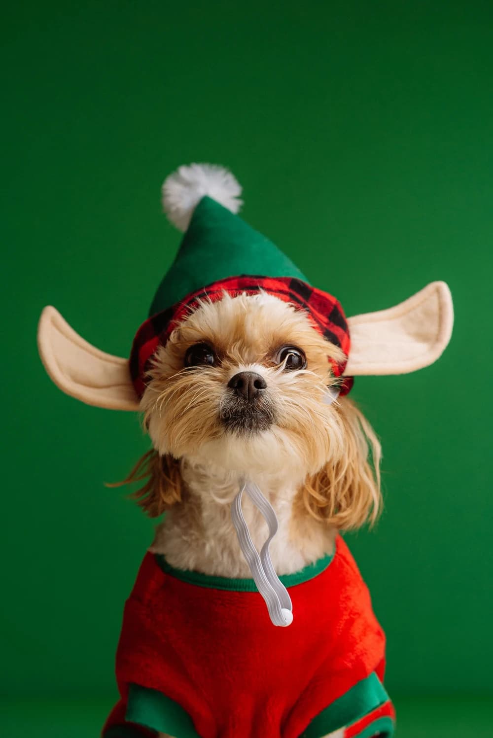 Dog in Elf Costume